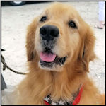 A cute dog visitor
