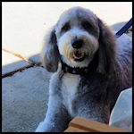 A cute dog visitor