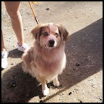 A cute dog visitor