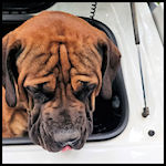 A cute dog visitor